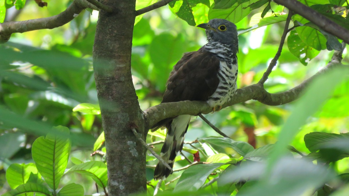 Sulawesi Cuckoo - ML111263341