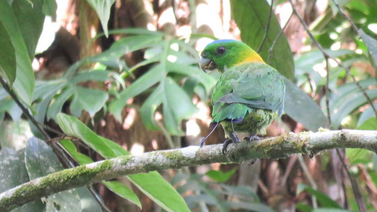 Yellow-breasted Racquet-tail - Tim Forrester