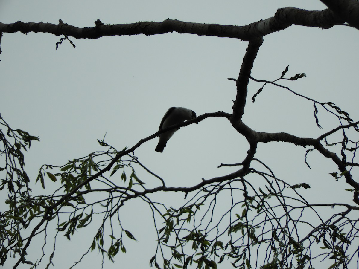 Black-crowned Tityra - ML111264201