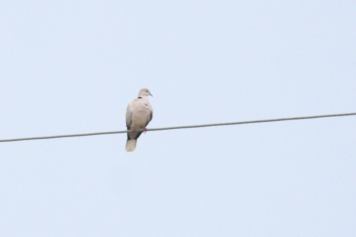 Eurasian Collared-Dove - ML111266131