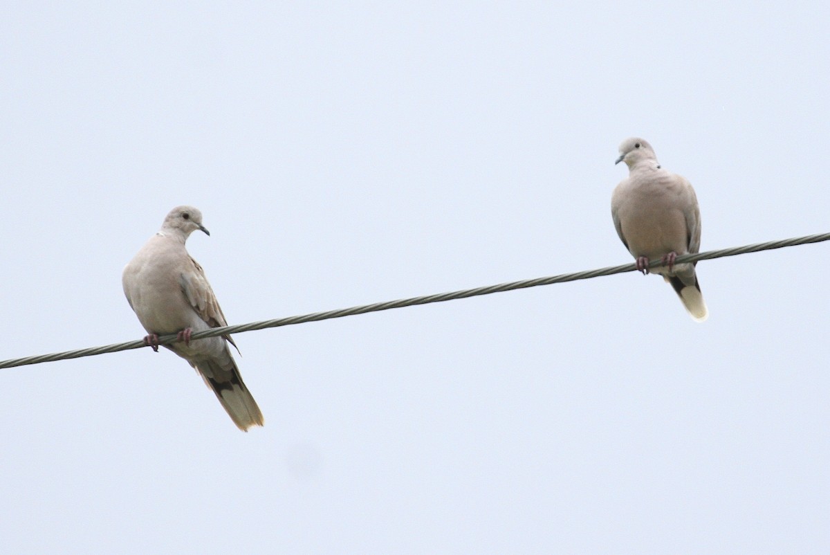 Eurasian Collared-Dove - ML111266141