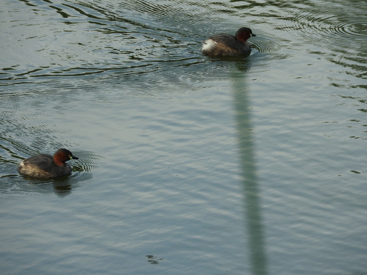 Little Grebe - ML111269491