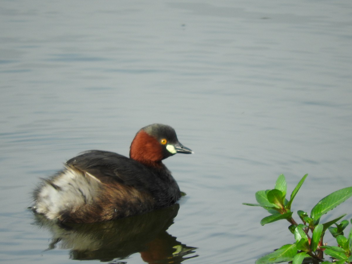 Little Grebe - ML111269521