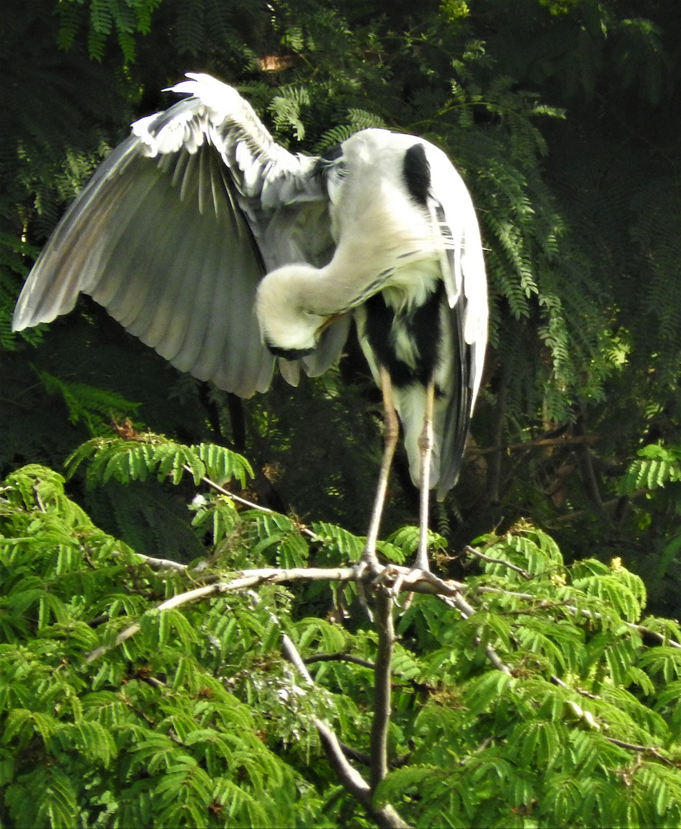 Gray Heron - ML111269651