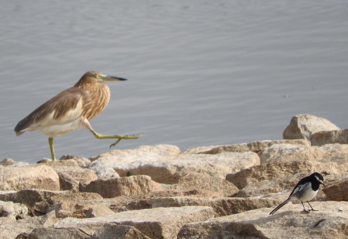 White-browed Wagtail - ML111269871