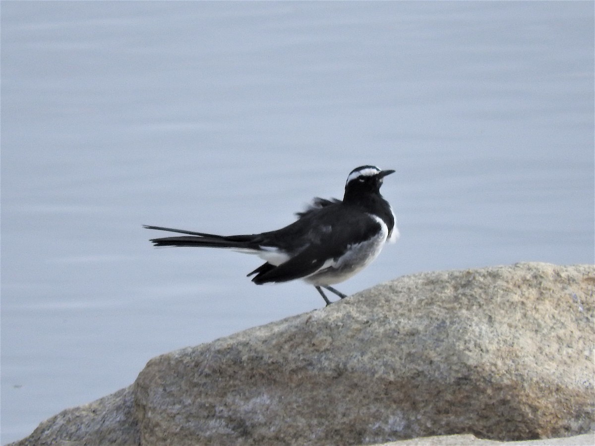 White-browed Wagtail - ML111269881