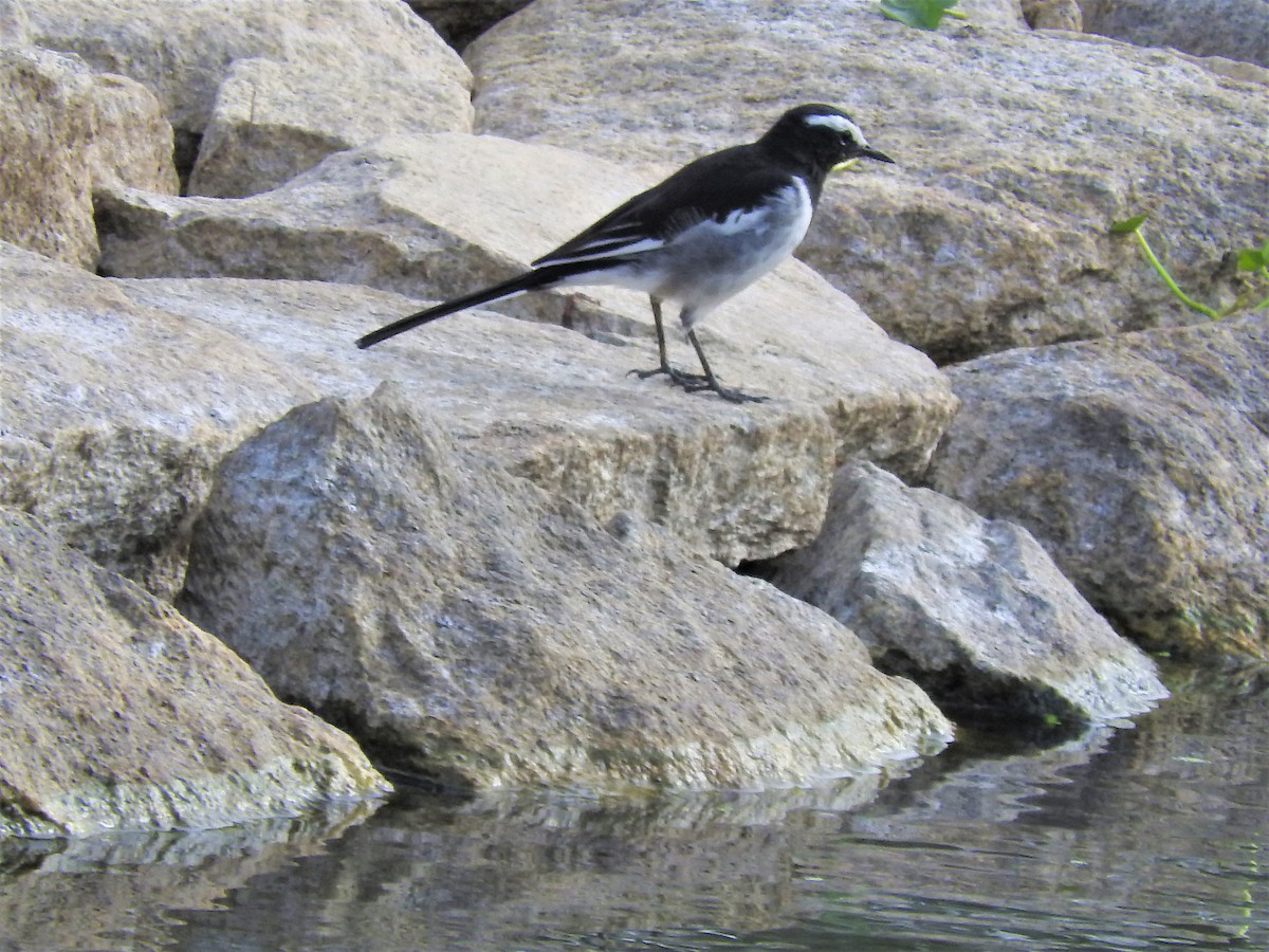 White-browed Wagtail - ML111269891