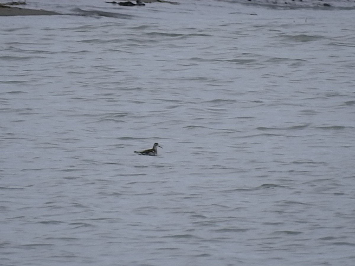 Red-necked Phalarope - Laura Burke