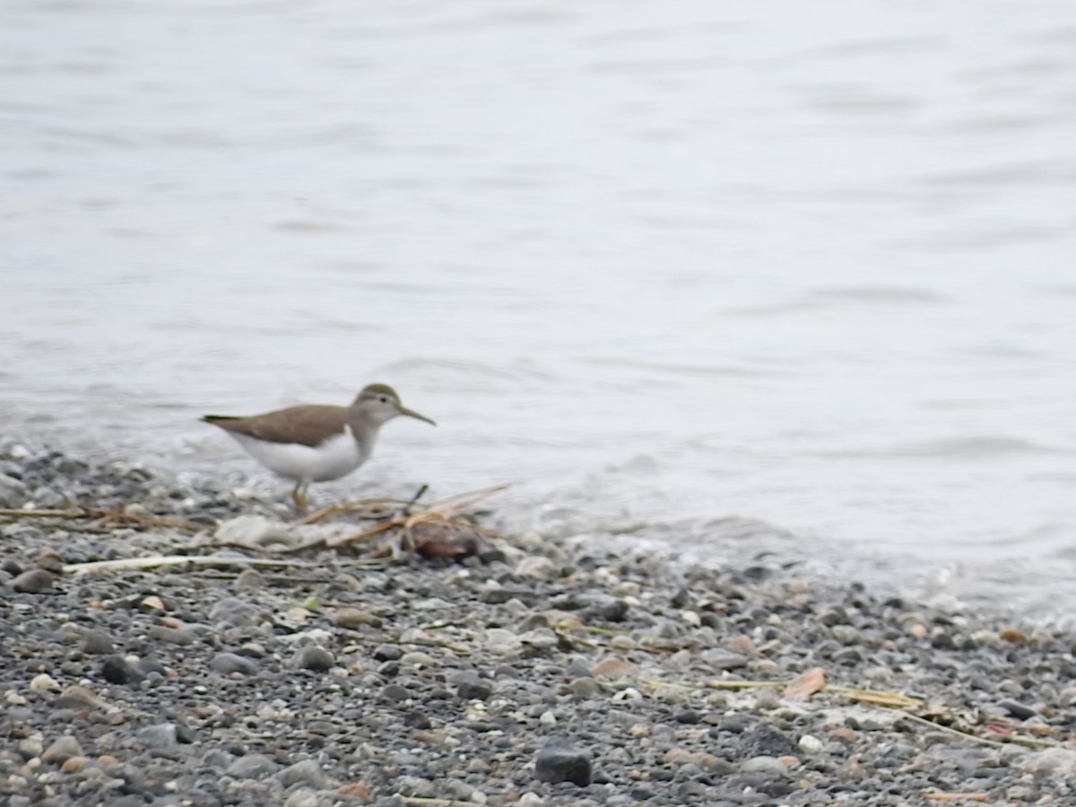 Spotted Sandpiper - ML111269981