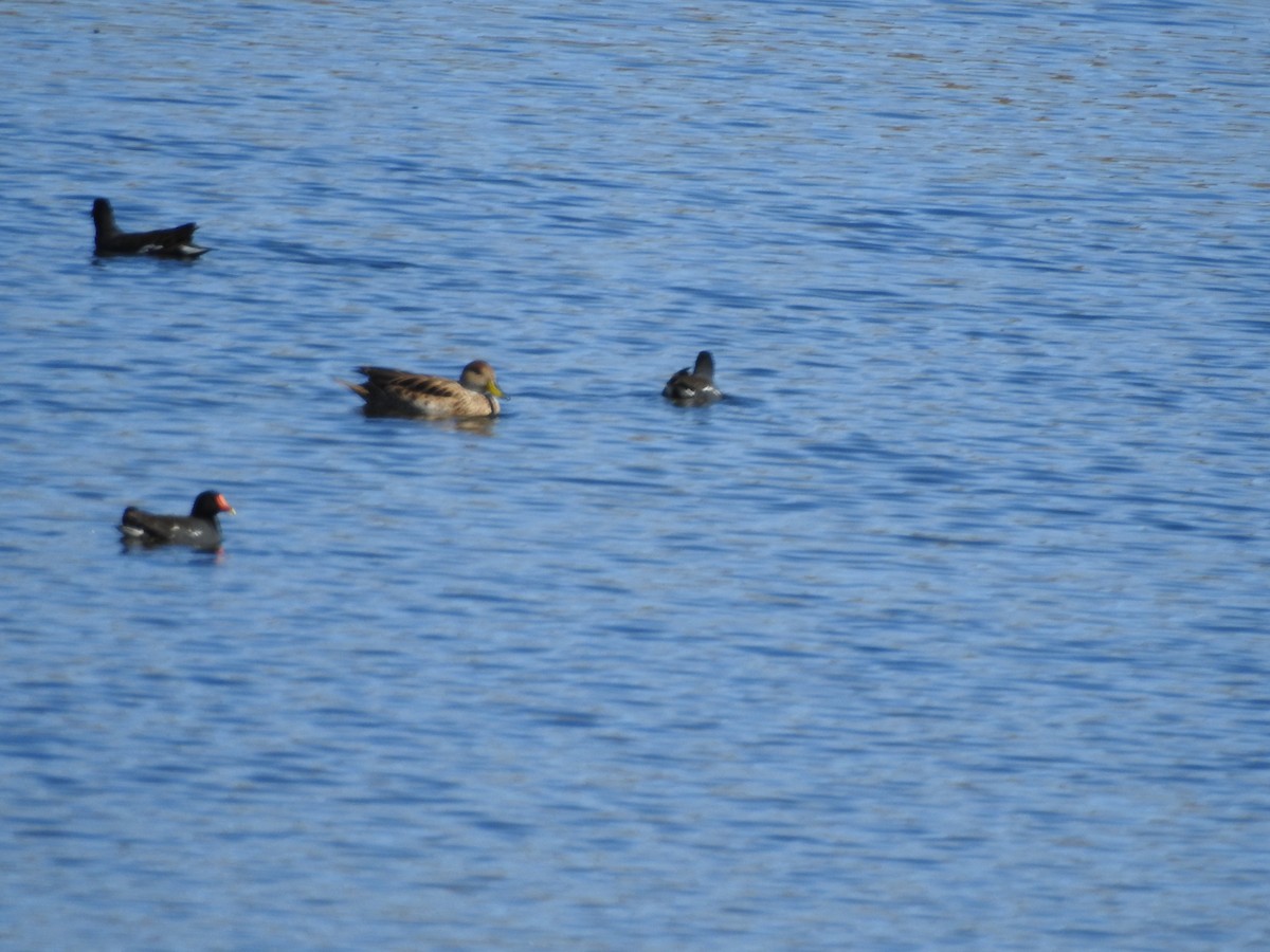 Yellow-billed Pintail - ML111270121