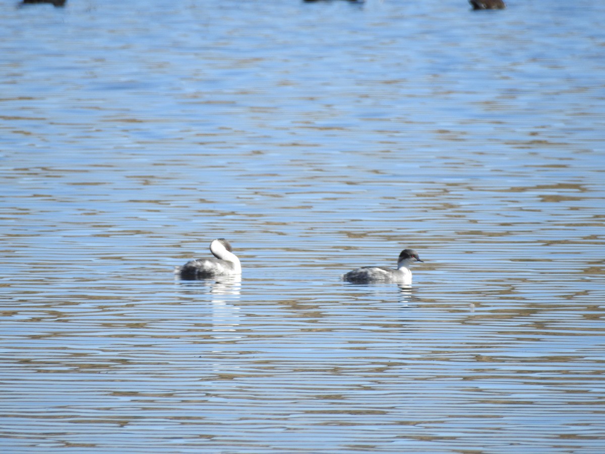 Silvery Grebe - ML111270201