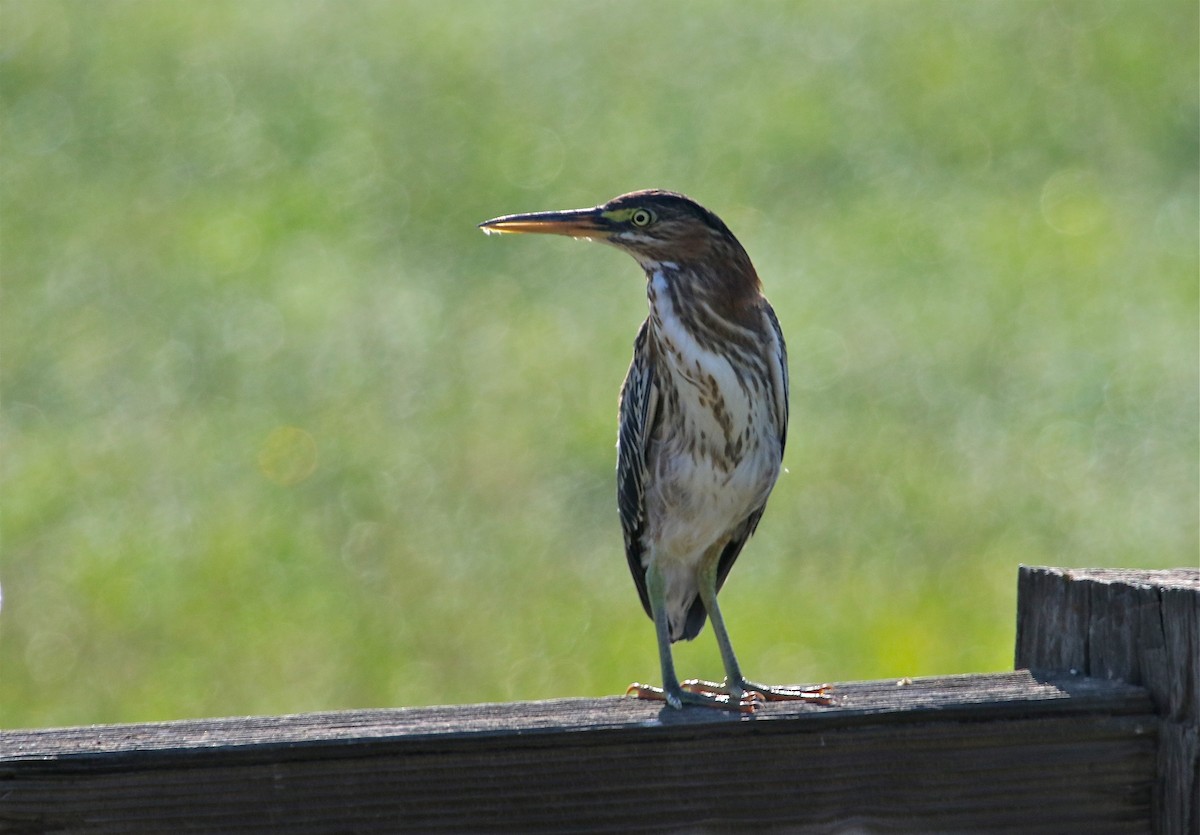 Green Heron - ML111270301