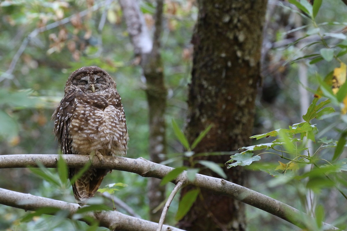 Spotted Owl (Northern) - Jonah  Benningfield