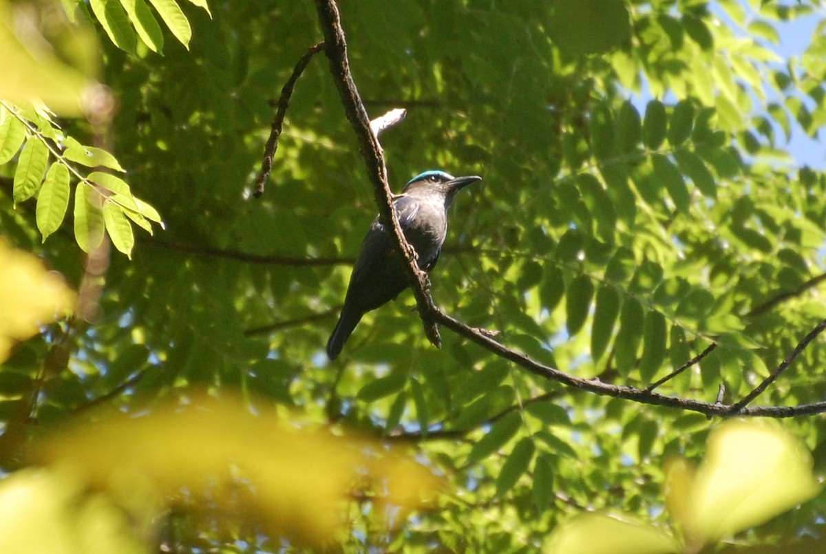 Purple-winged Roller - ML111273001