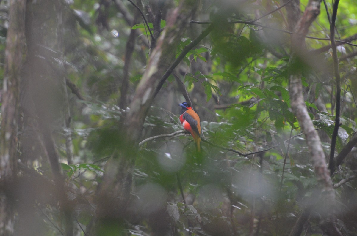 Red-naped Trogon - ML111273131