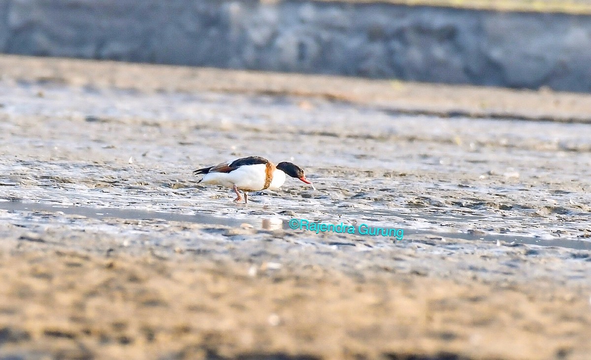 Common Shelduck - ML111273621