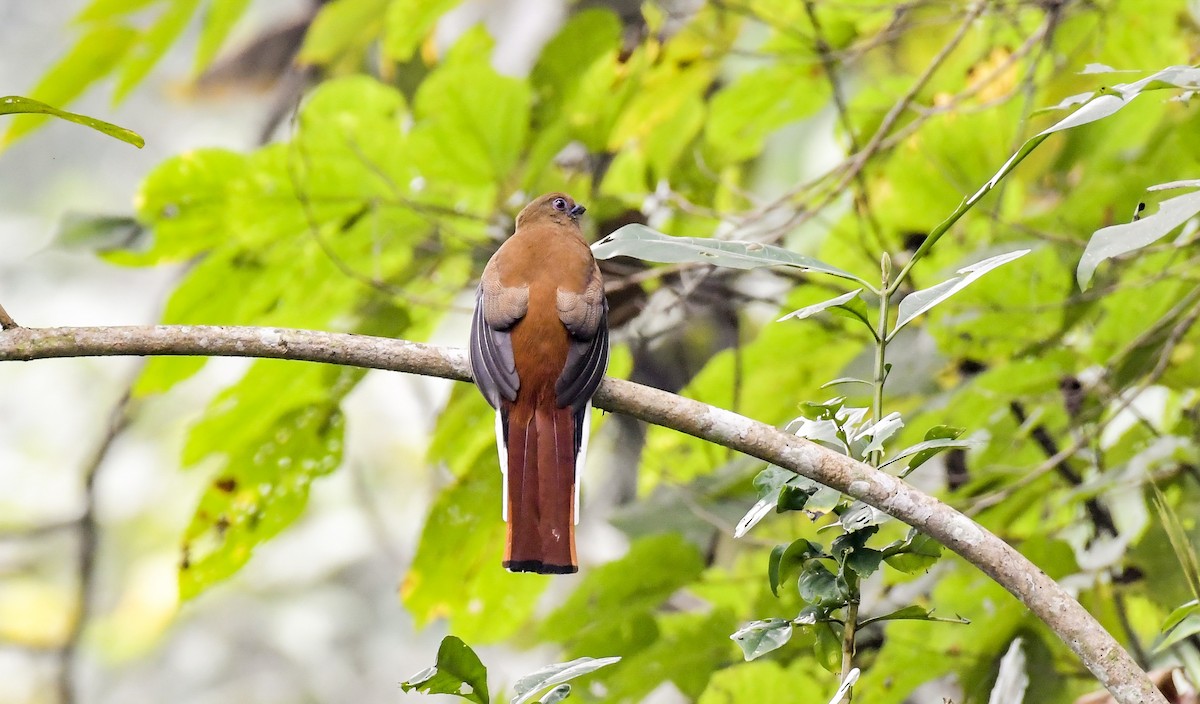 Red-headed Trogon - ML111274191