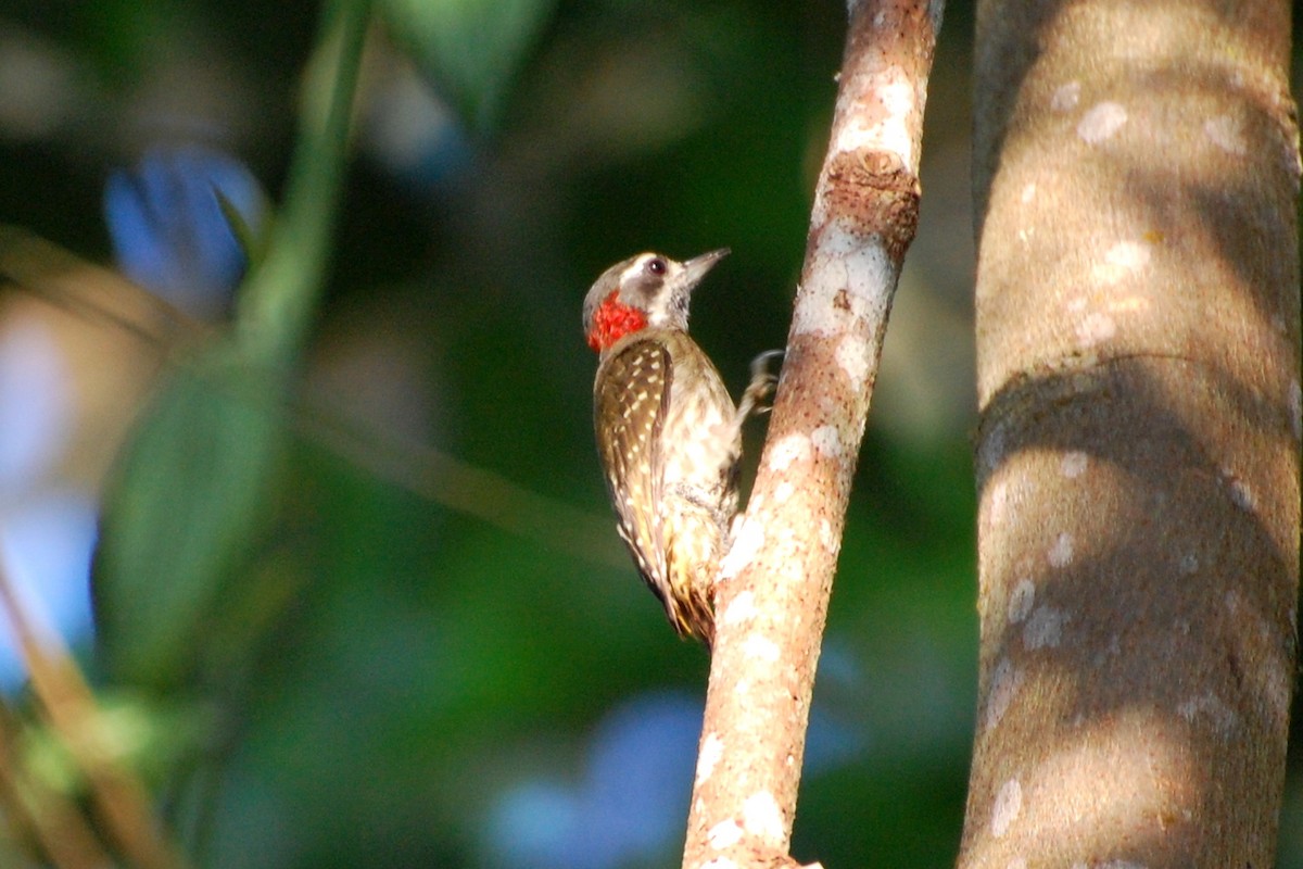 Sulawesi Pygmy Woodpecker - Dirk Tomsa