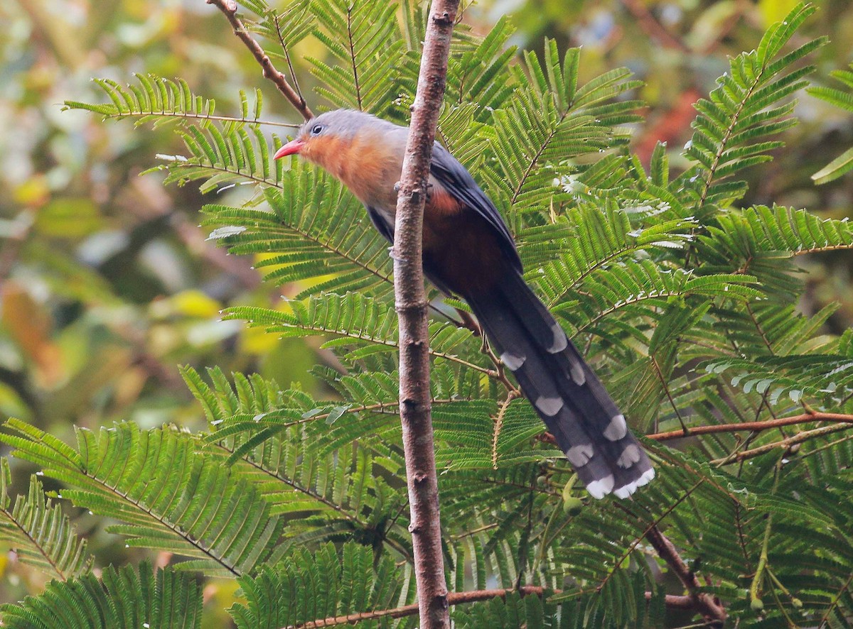 Red-billed Malkoha - ML111276121