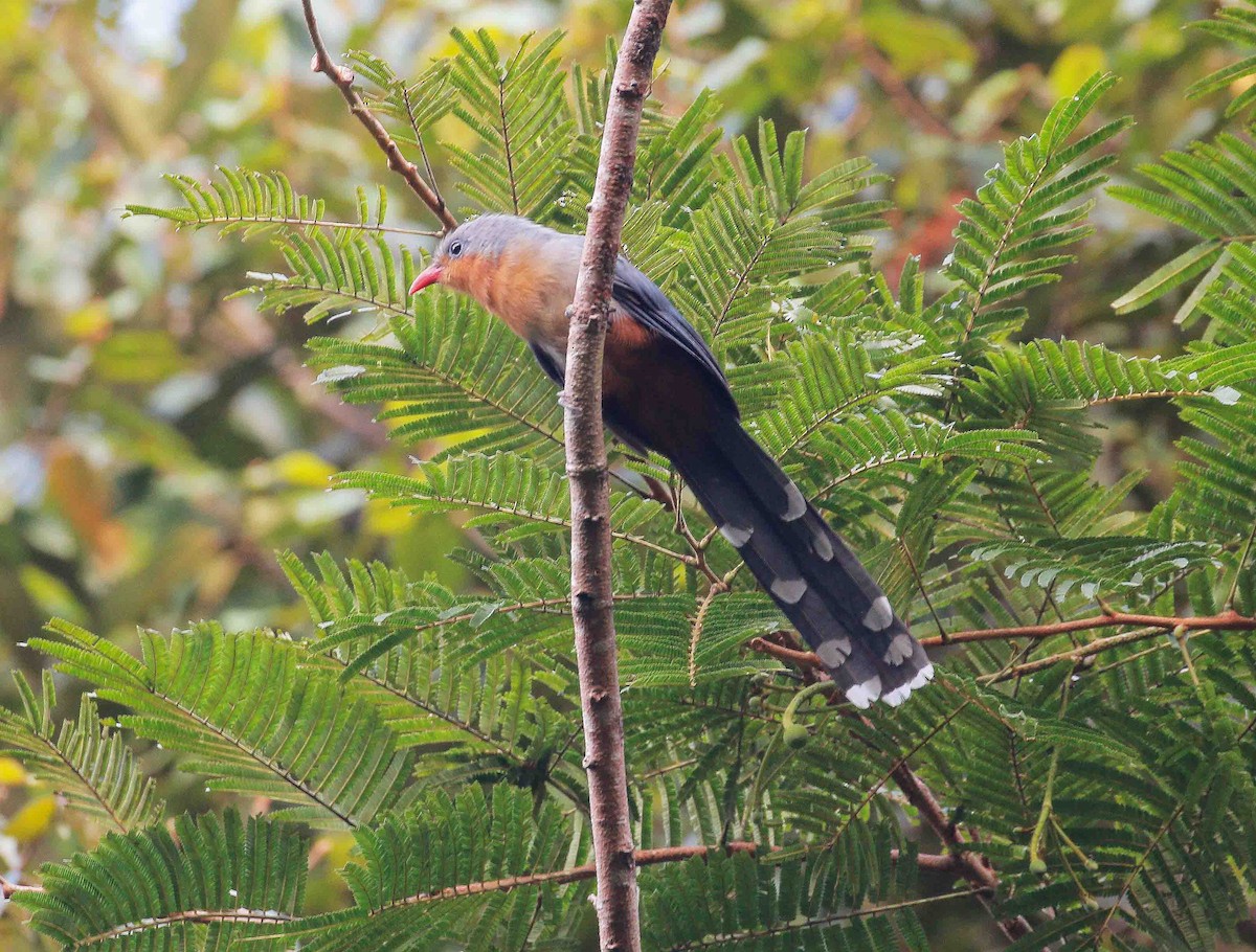 Red-billed Malkoha - ML111276131