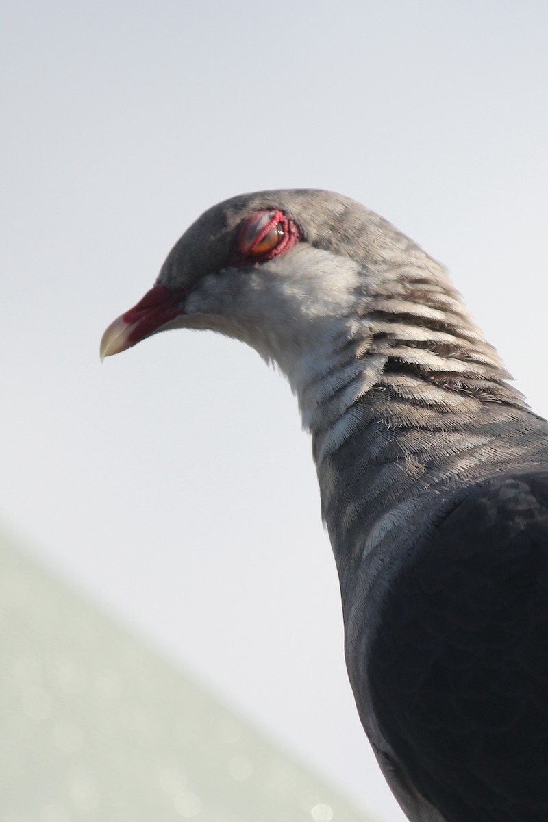 Pigeon leucomèle - ML111276861