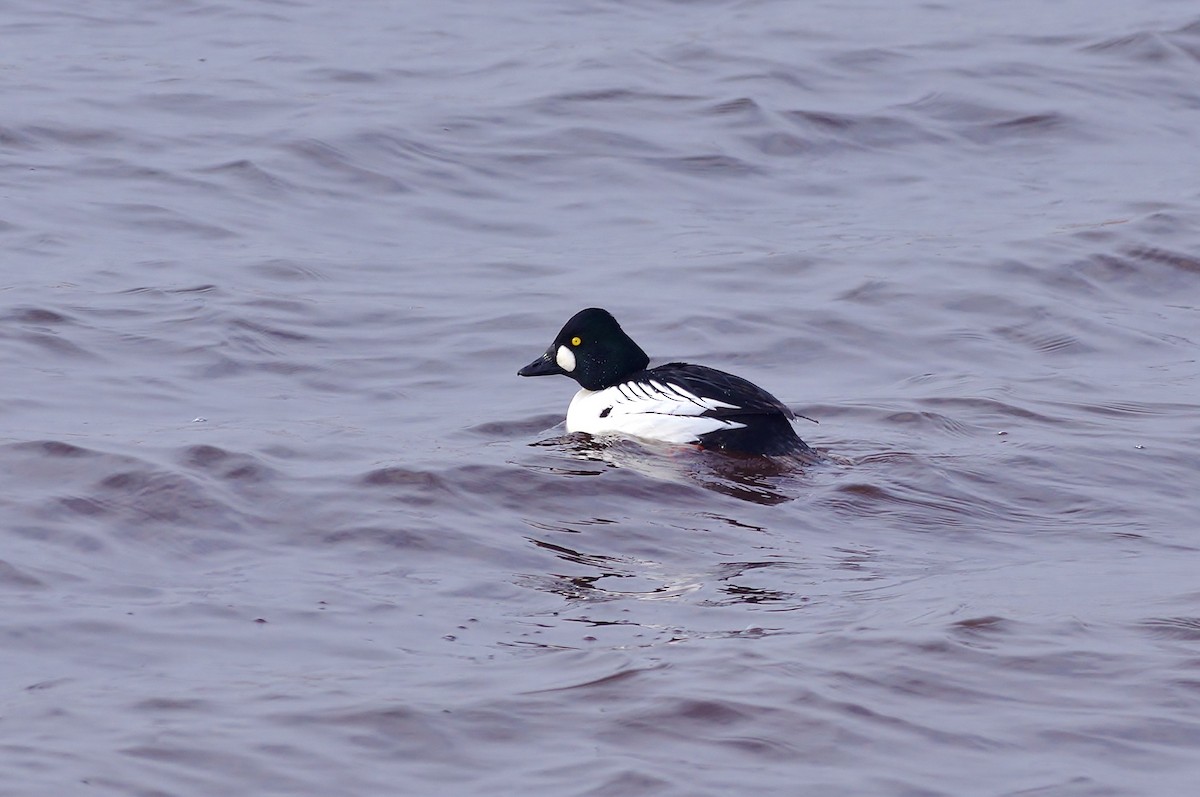 Common Goldeneye - ML111277161