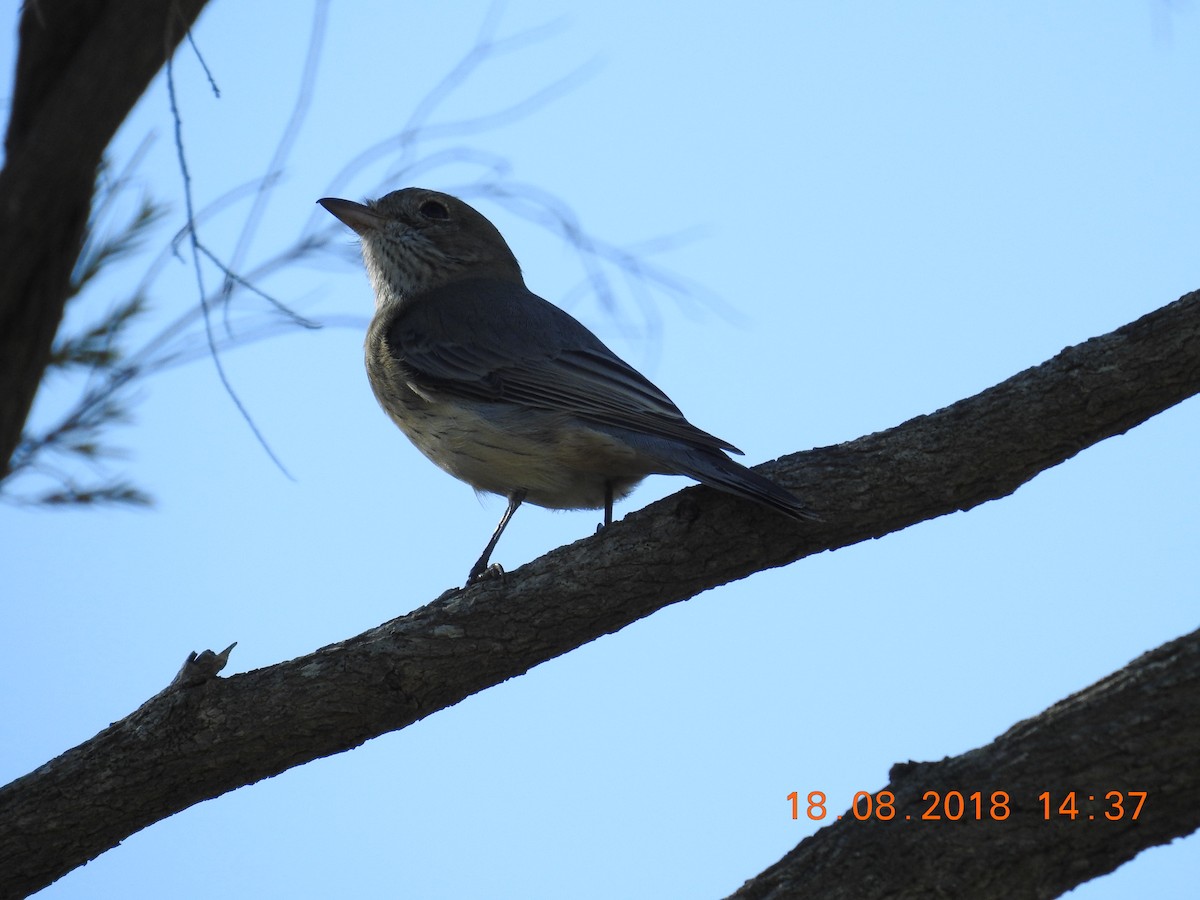 Rufous Whistler - ML111277331