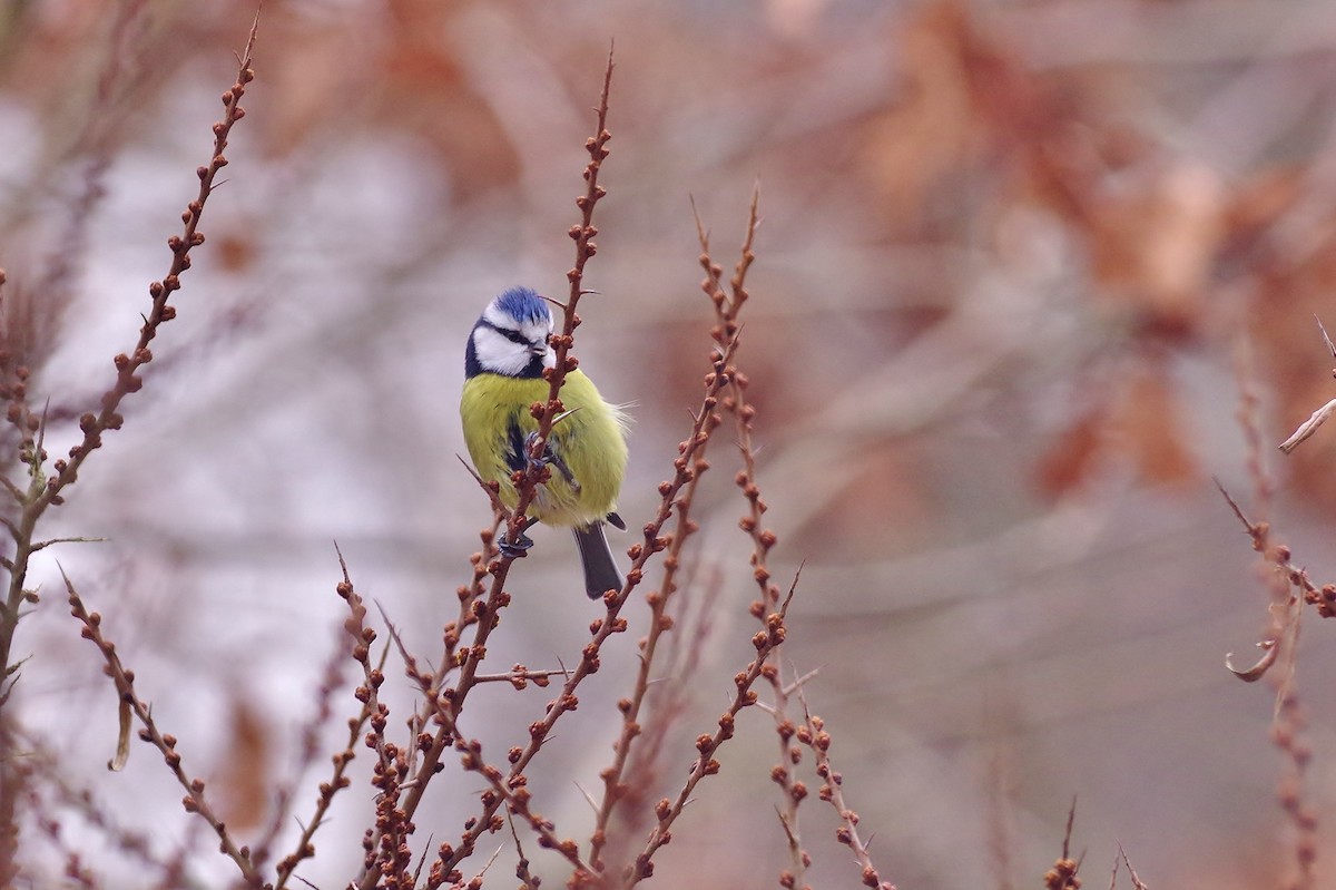 Eurasian Blue Tit - ML111277891