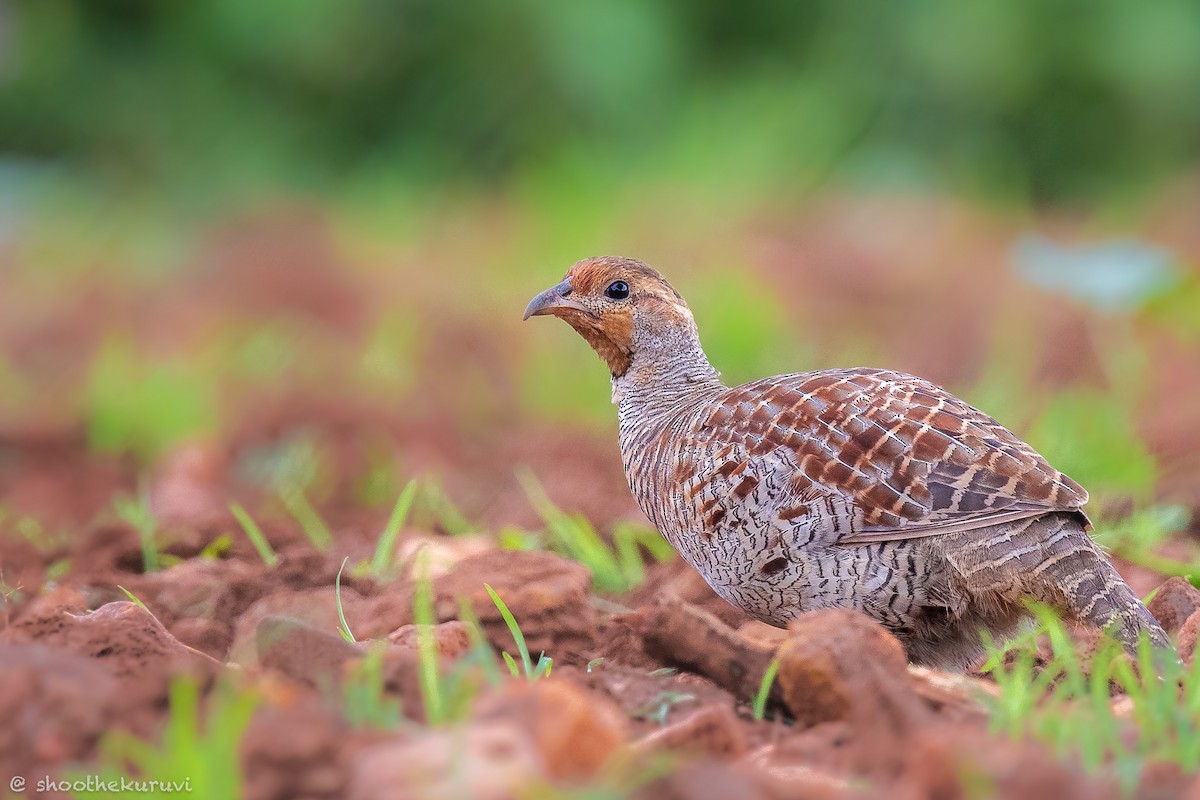 Gray Francolin - ML111279461