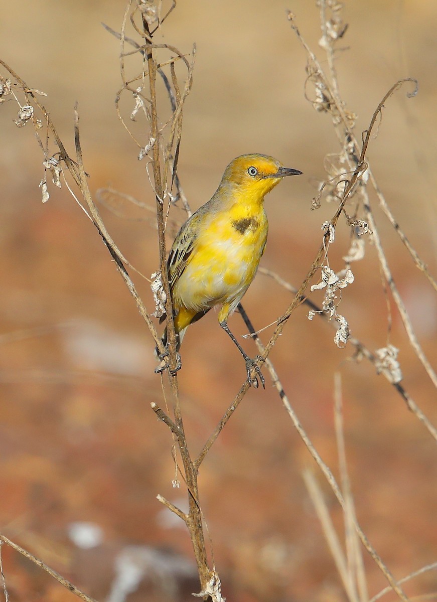 Yellow Chat - ML111280111