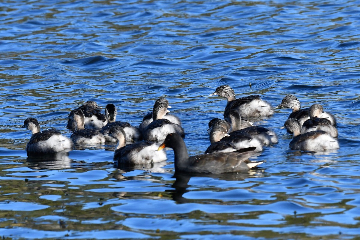 Hoary-headed Grebe - ML111280121