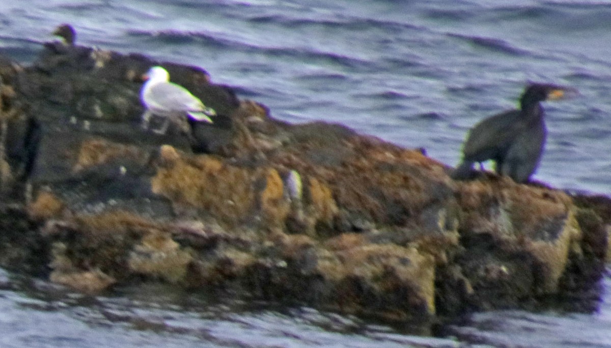 Great Cormorant - Pat Mulligan