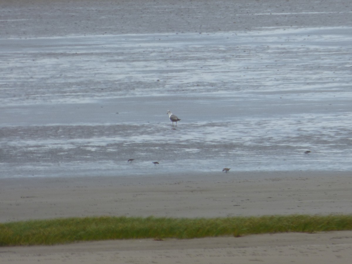 Black-tailed Gull - ML111281591