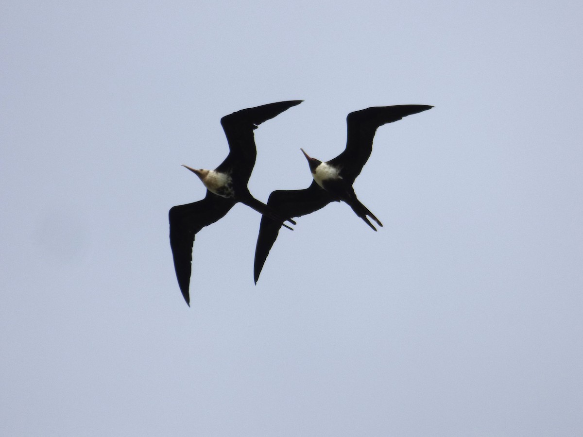 Lesser Frigatebird - Daniel shi