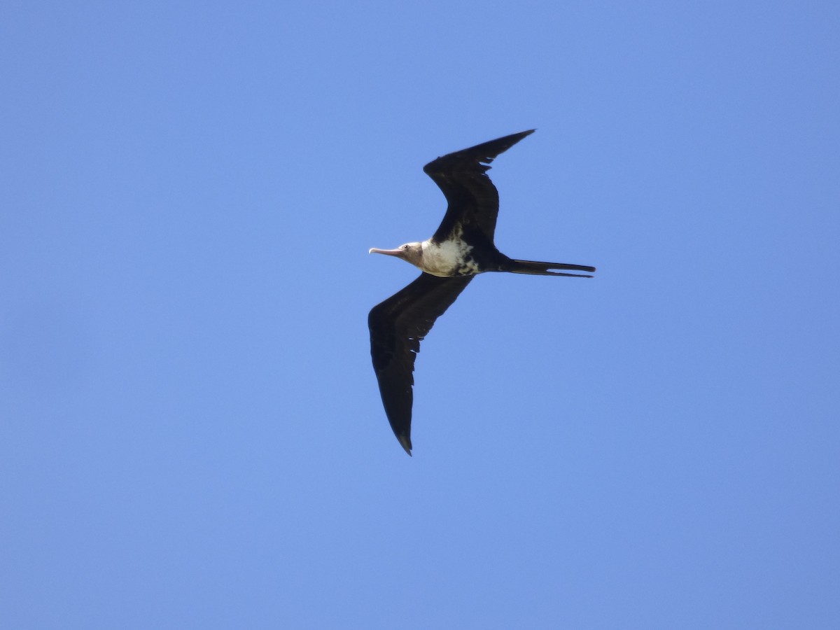 Lesser Frigatebird - ML111281861