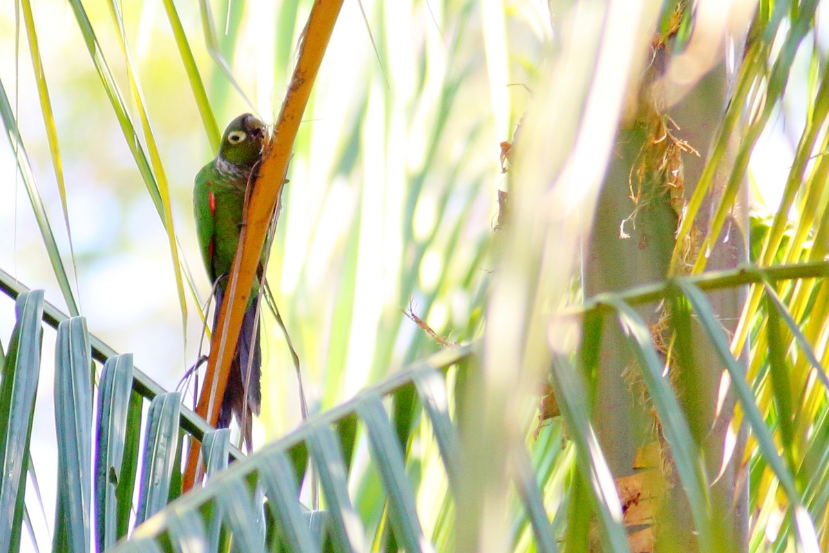 Maroon-tailed Parakeet - Jeff 'JP' Peters