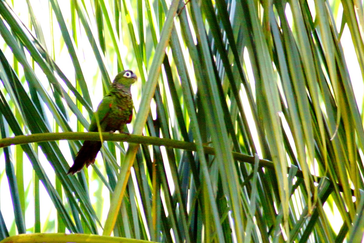 Maroon-tailed Parakeet - ML111282501