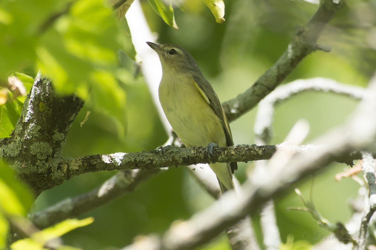 Warbling Vireo - ML111286081