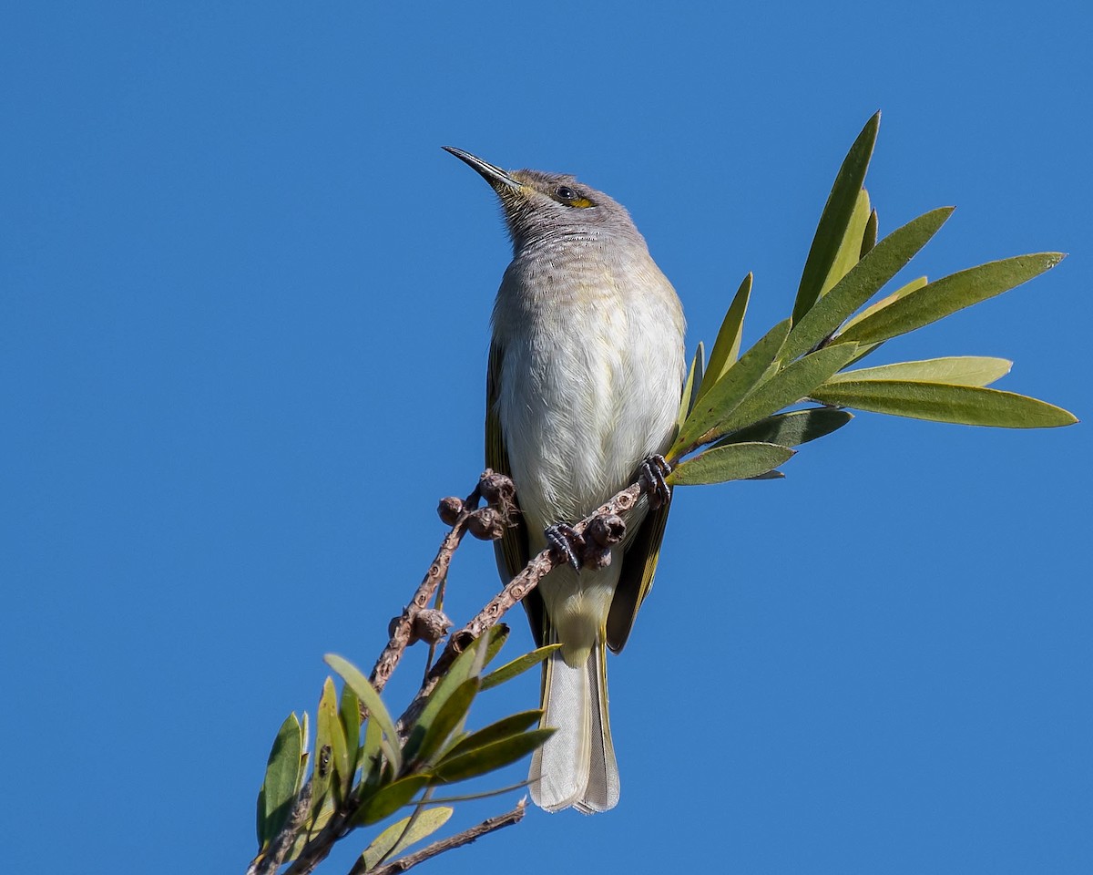 Brown Honeyeater - Terence Alexander