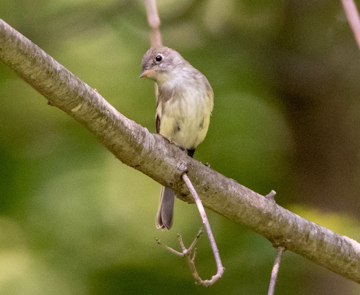 Least Flycatcher - ML111288161