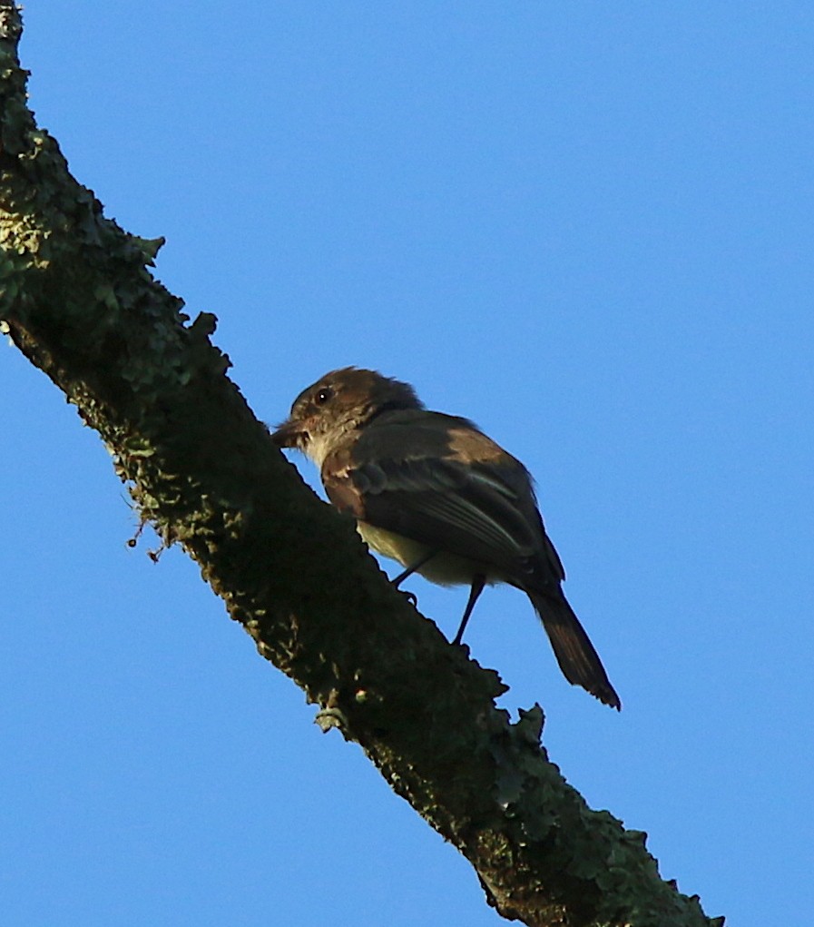 Eastern Phoebe - ML111289451