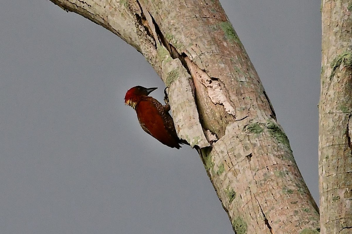 Banded Woodpecker - ML111289461