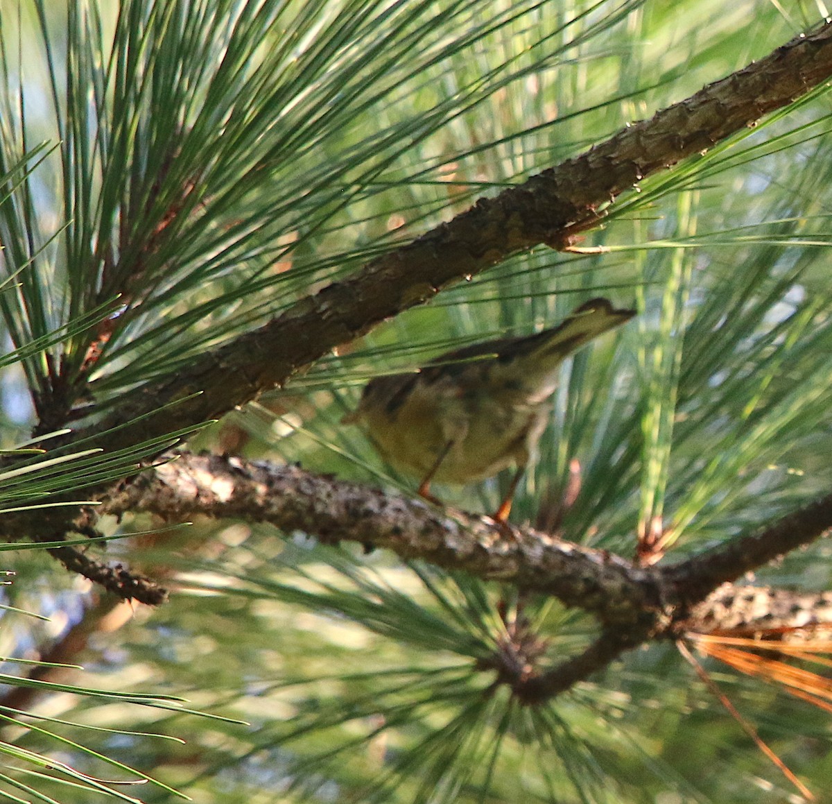 Pine Warbler - ML111289551