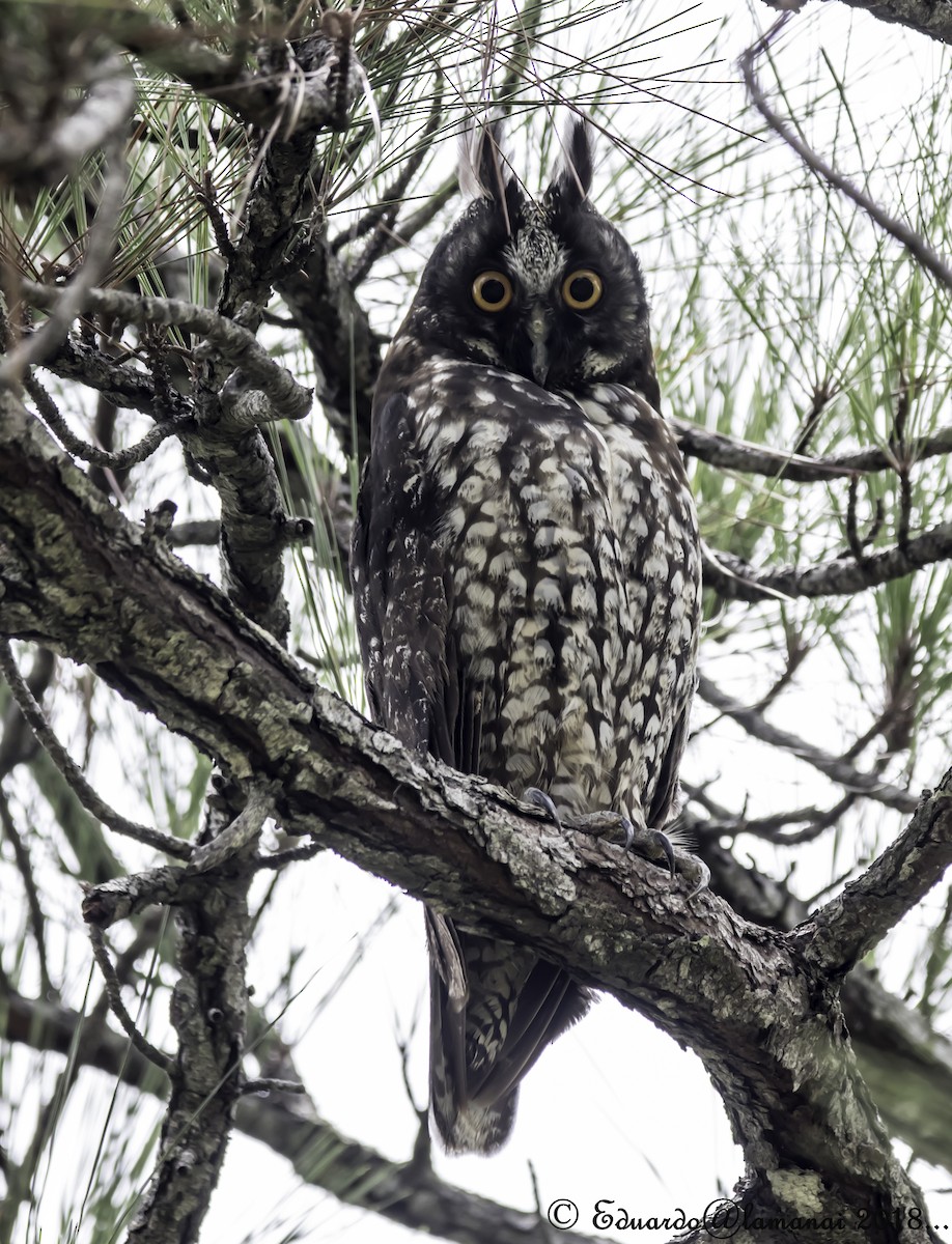 Stygian Owl - Jorge Eduardo Ruano