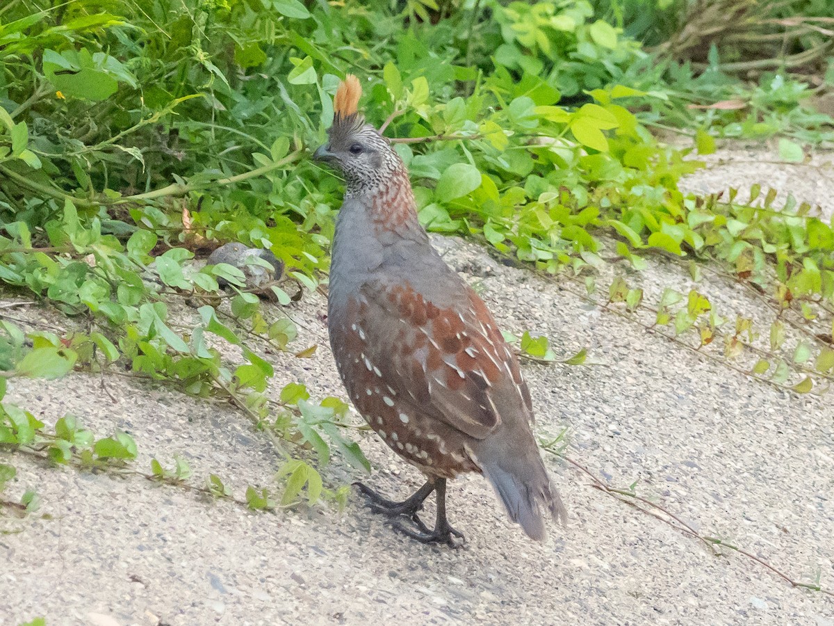 Elegant Quail - ML111293001