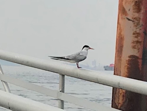 Common Tern - ML111293661