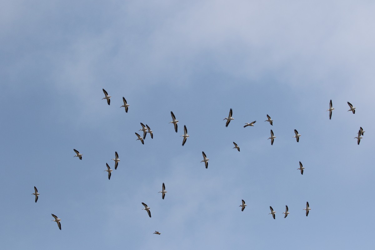 American White Pelican - ML111295111