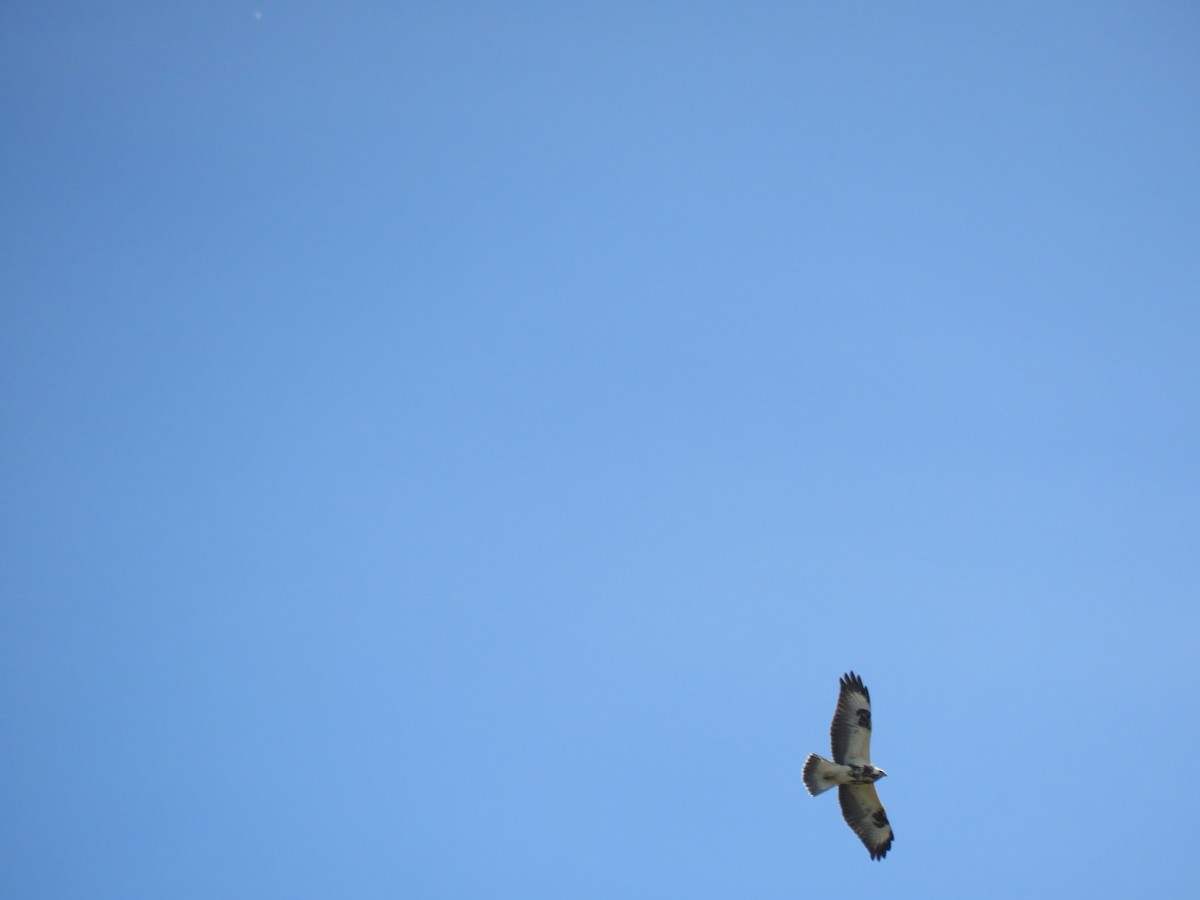 Common Buzzard - Thomas Brooks