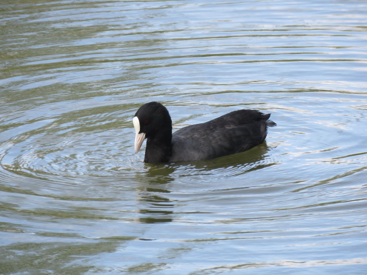 Eurasian Coot - Thomas Brooks