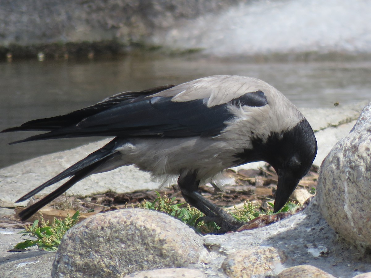 Hooded Crow - ML111295771